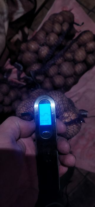 Продам картофель