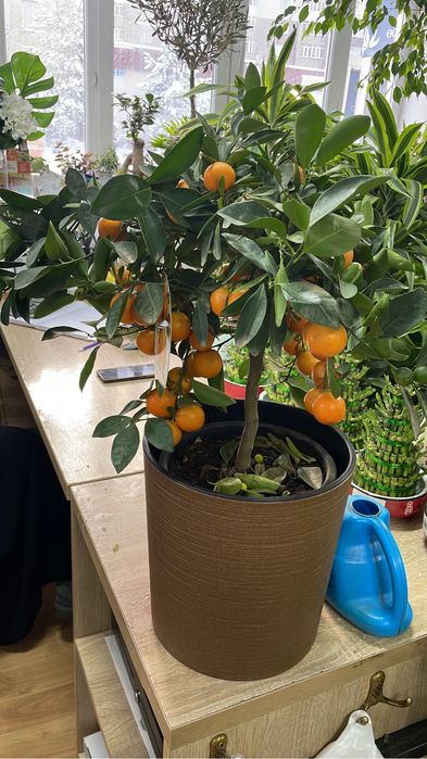 мандарин с плодами