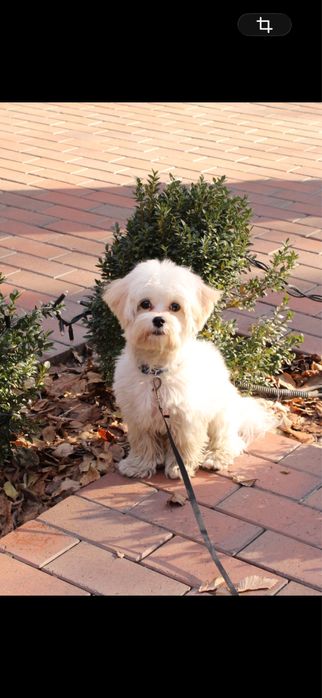 Мальтийская болонка