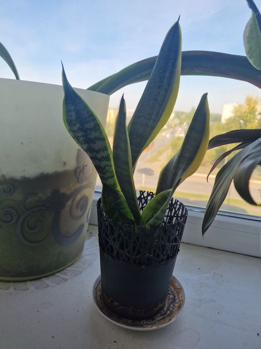 Комнатные цветы растения