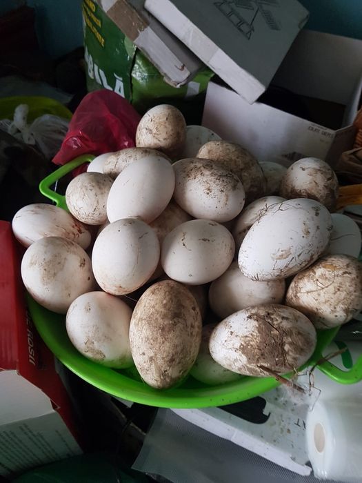 Vând Oua de Gasca/Gaste