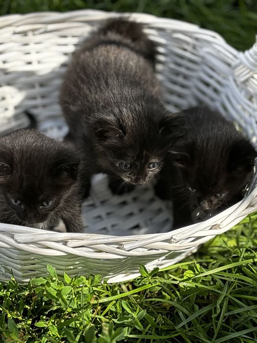 Красивые, домашние котята!!!