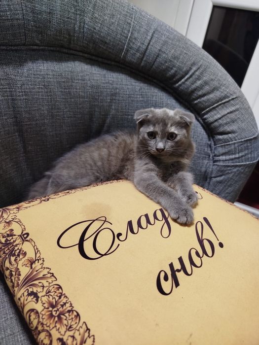 Кошечка вислоушка