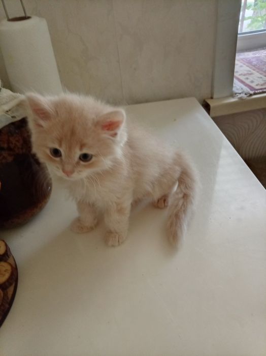 Отдам даром, мальчик 2 мес,