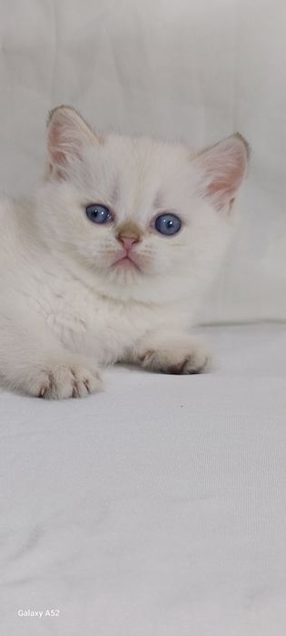 Продаётся  котята  разные маленьки и девочки уже  кушают  самостоятель
