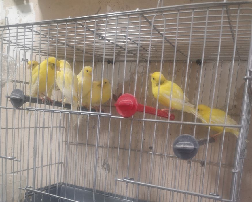 Канарейка 7-8 месяцев