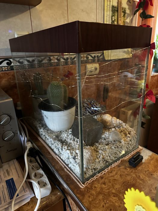 Acvariu Pesti 60x30x46