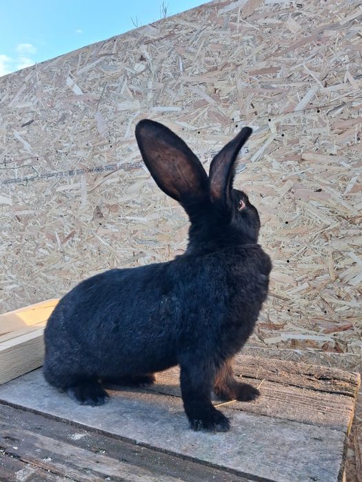 Iepuri de rasa:uriasi german, fluture german, berbec german  și altele