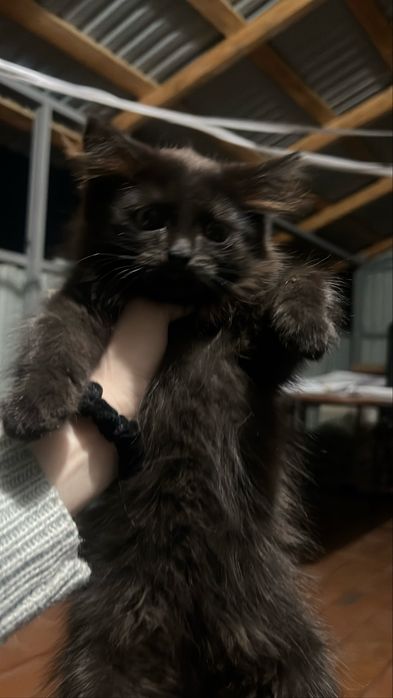 Котёнок ищет дом