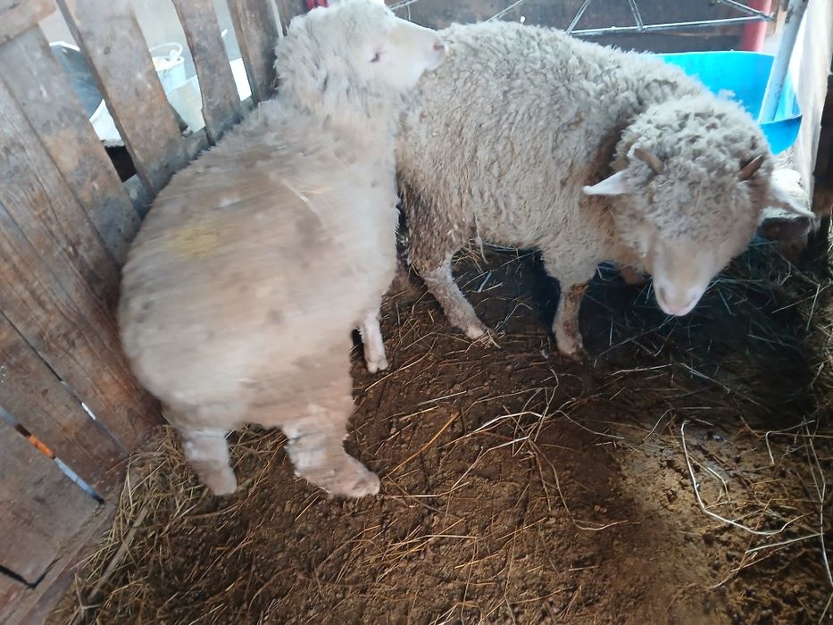 Продам баран жирный