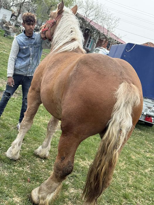 Manza de 2 ani ……….