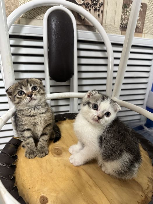 Котята шотландские