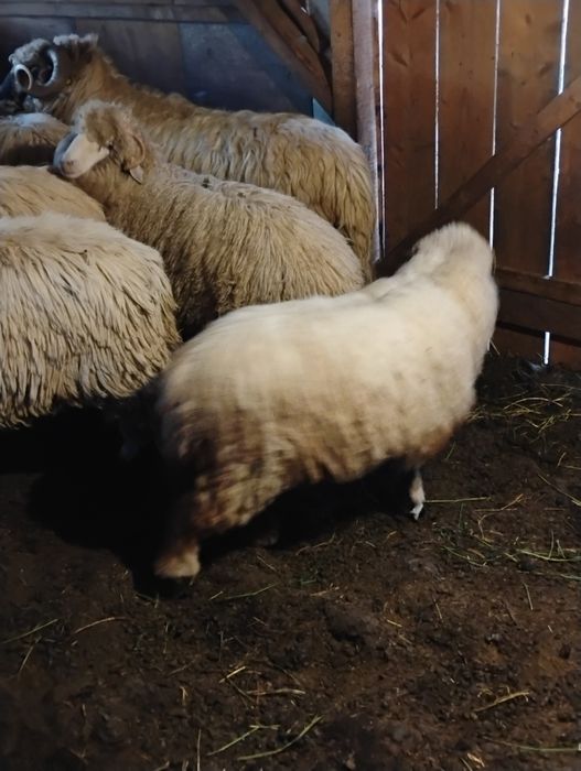 Berbecuți și miele de tăiatt