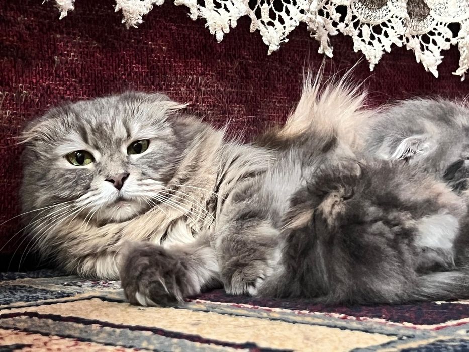 Шотландские малыши