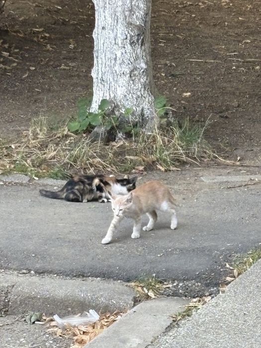 pui de pisica fara casa