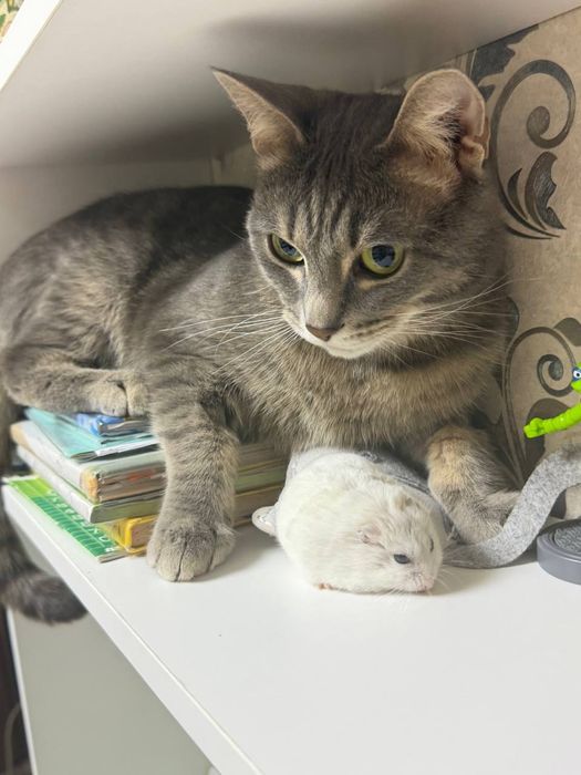 Отдам в добрые руки кота Тиму