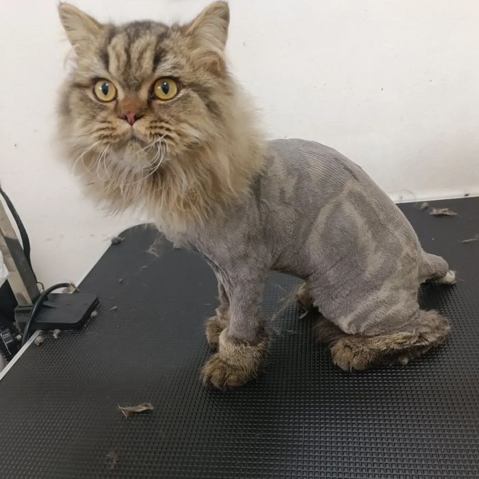 Бережный груминг для кошек и собак