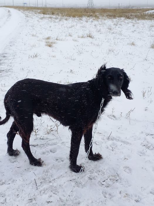 Продам Тазы Сатам