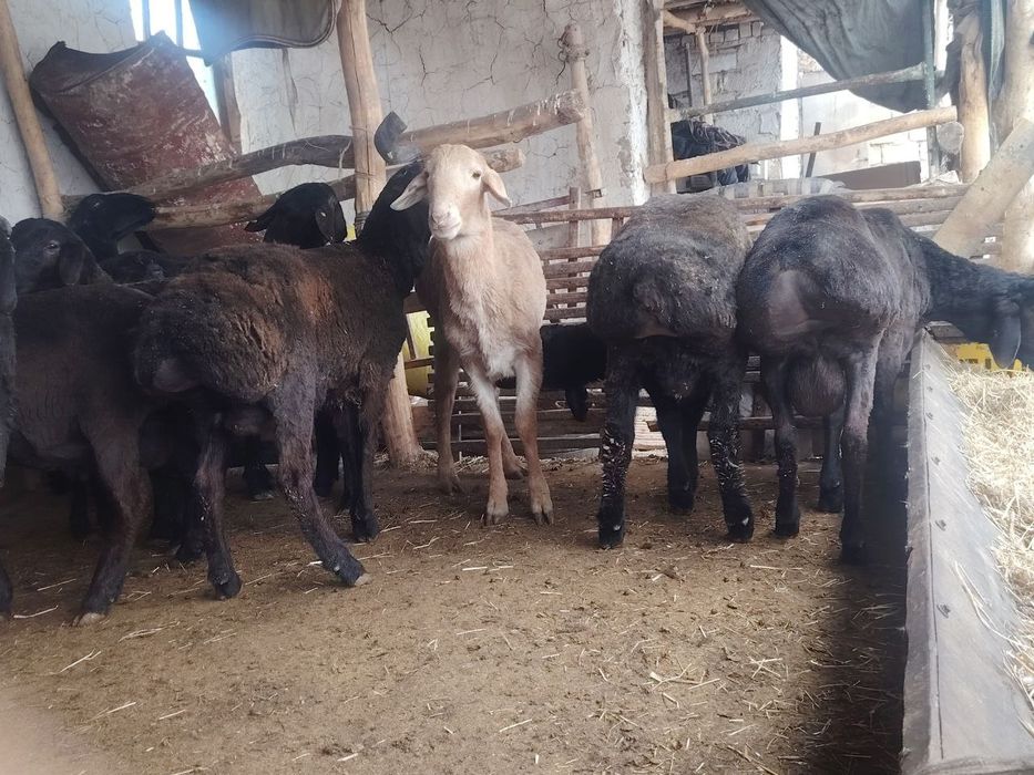 Асаломалекум кочкорлар сотилади 10 та