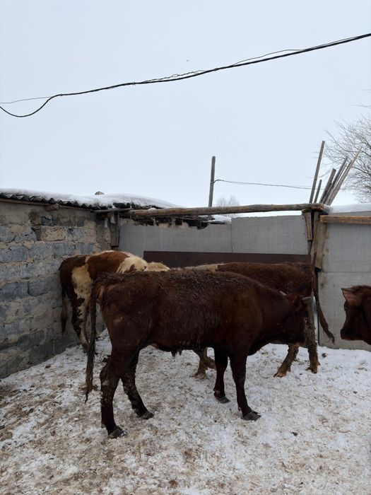 Продам 6 голов быки телки
