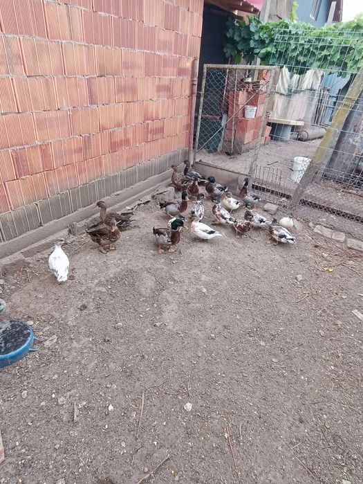 Vând rațe sălbatice și rațe pitice olandeze de anul acesta