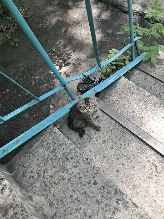 Отдам в добрые руки