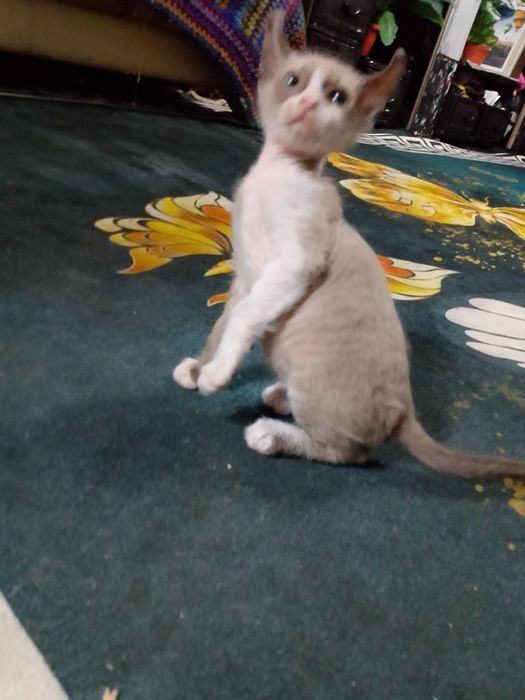 Котенок сфинкс велюр