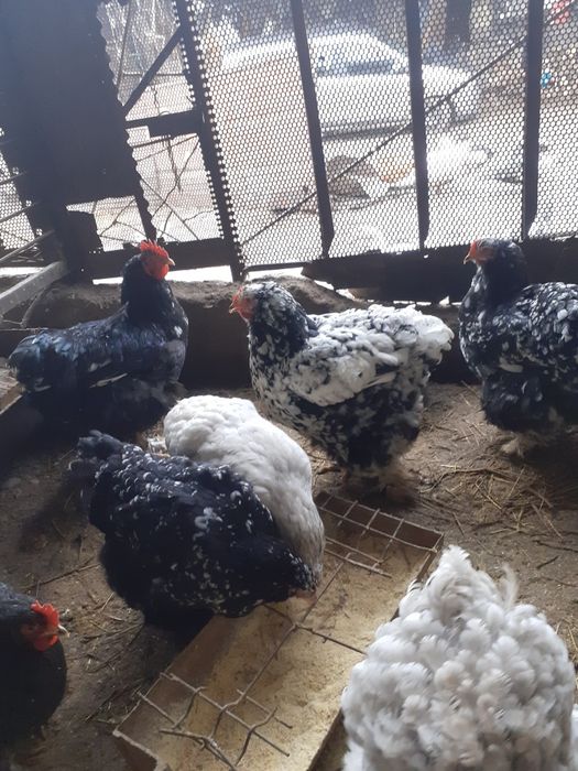 Oua cochinchina bobat