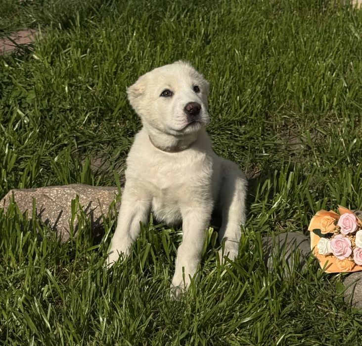 Щенки Алабая девочки