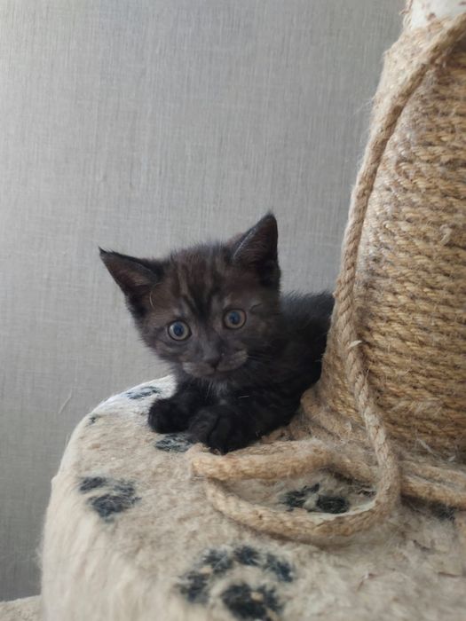 Котенок в добрые руки