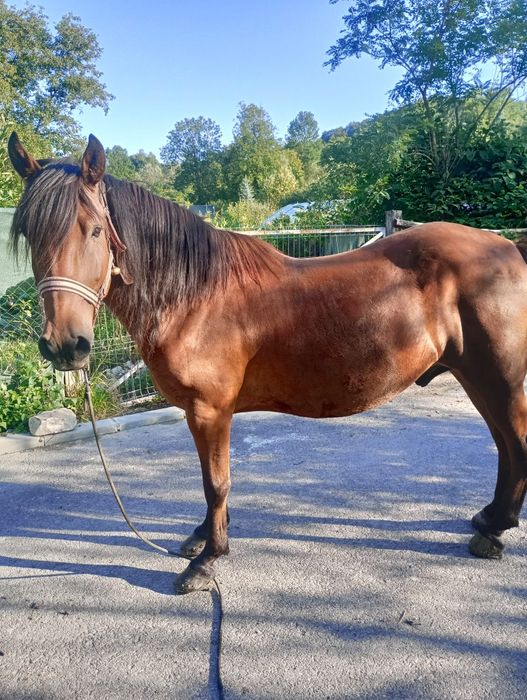 Cal  ,castrat ,mărime medie