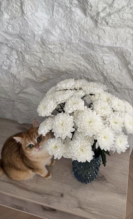 Котятa золoтыe шиншиллы для вас!