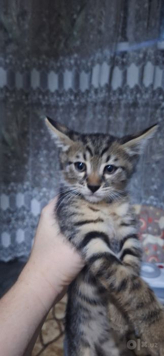 Продаются котята Бенгалы
