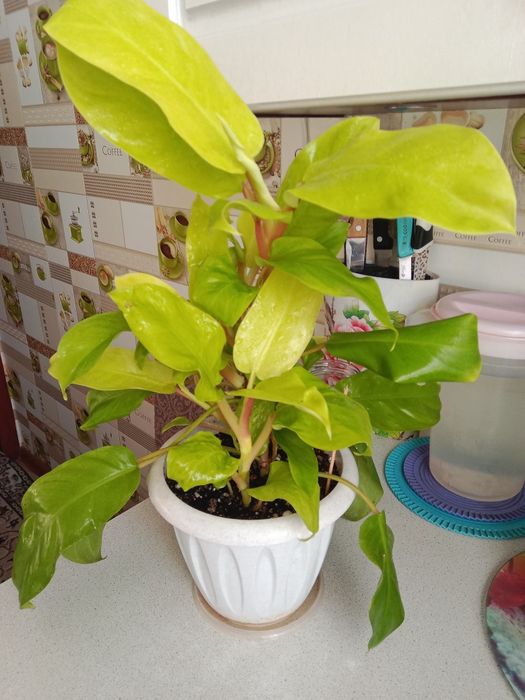 Филодендрон Малай голд продам