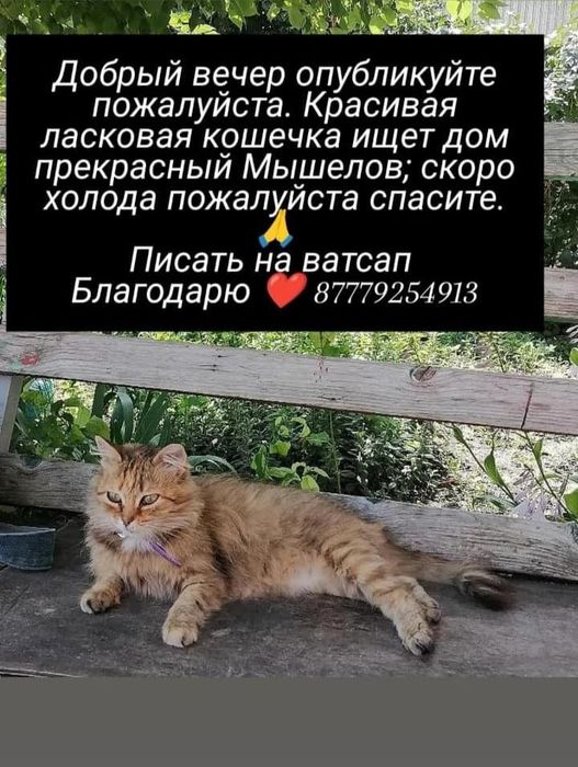 Кошечка в добрые руки