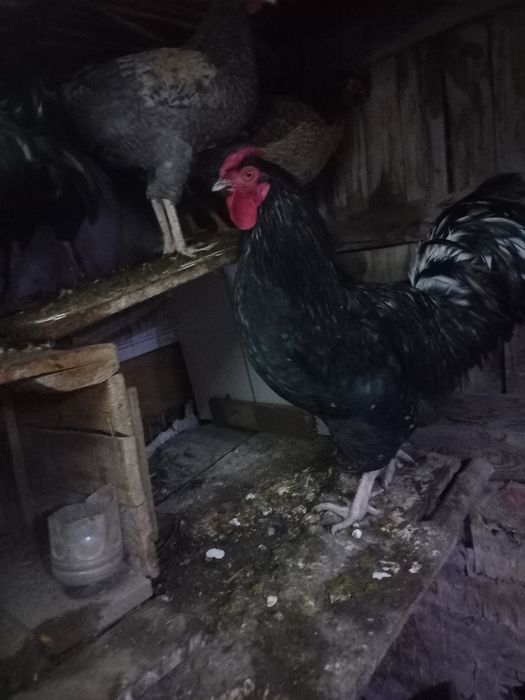 Жерлік тауыктар сатылады