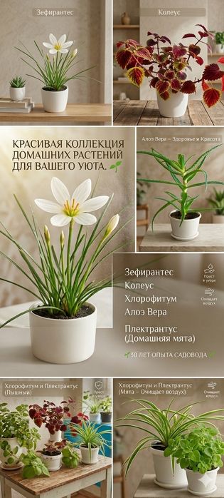 Комнатные цветы в ассортименте