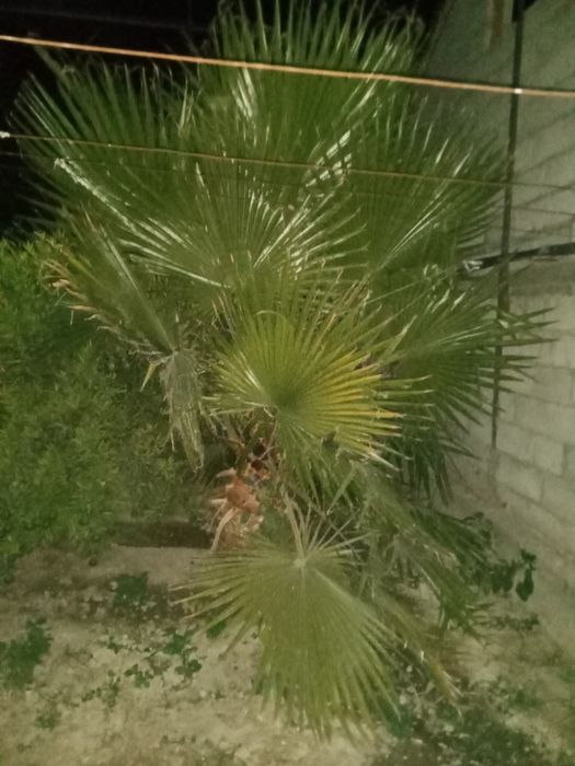 Palma dara ti sotiladi