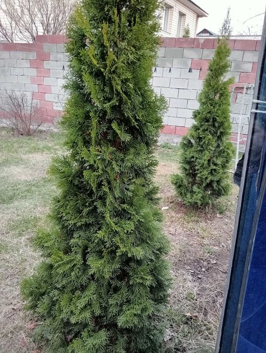 Продам Туи смарагд