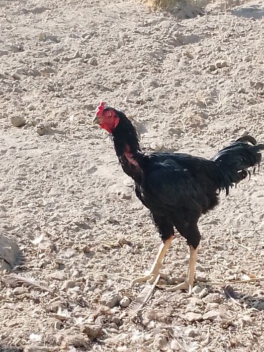 Товук. Хурозлар. Куркалар. Жужалар. Оптим сотилади . 4та курка эртага