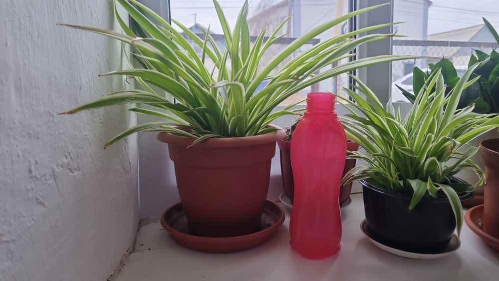 Хлорофитумы разные