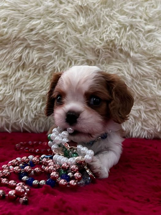 Щенки кавалер кинг чарльз спаниель