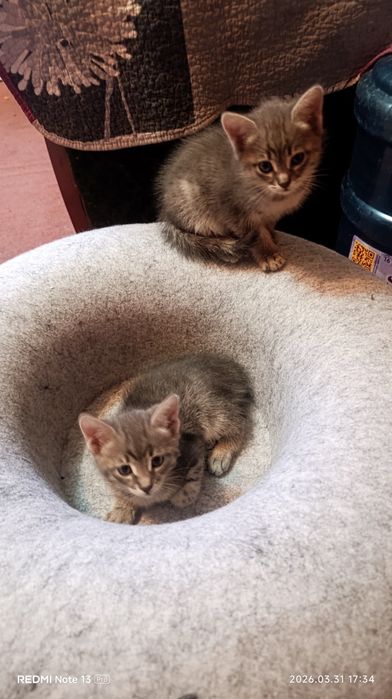 Котята в добрые руки