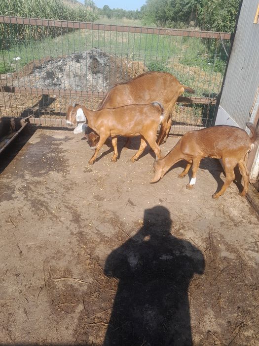 Vând capra la a doua fatare cu 2 iedute
