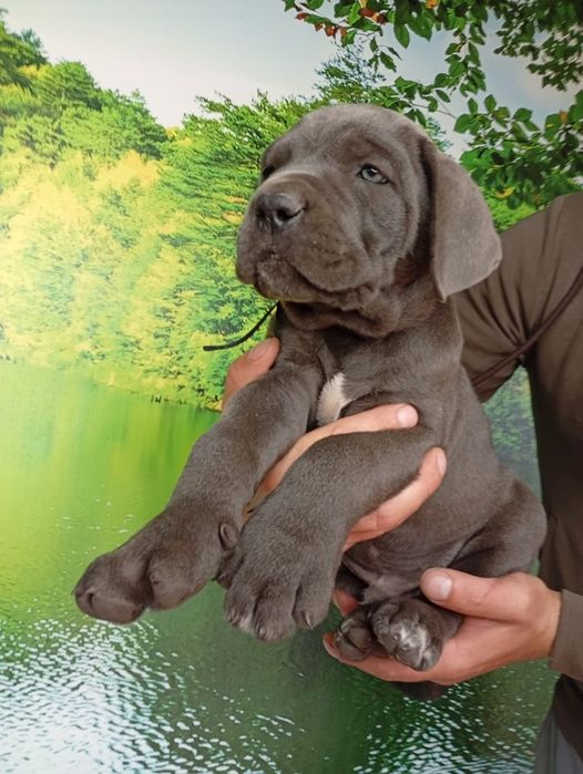Кане Корсо cane Corso Italiano