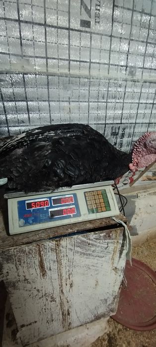 Kurka xorozlar sotladi