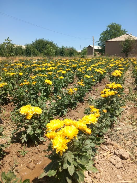 Хризантема сотилади