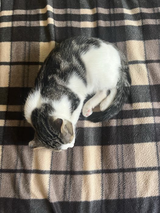 Отдам даром кошек