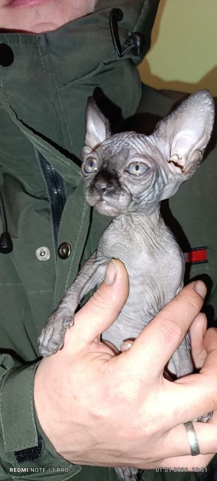 Продам котят канадский сфинкс