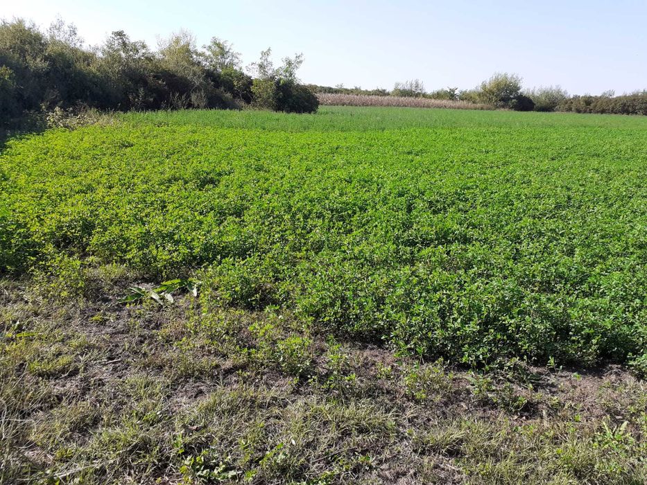 Teren intravila in satul Sannicolau Roman, suprafata de 1,590m patrati